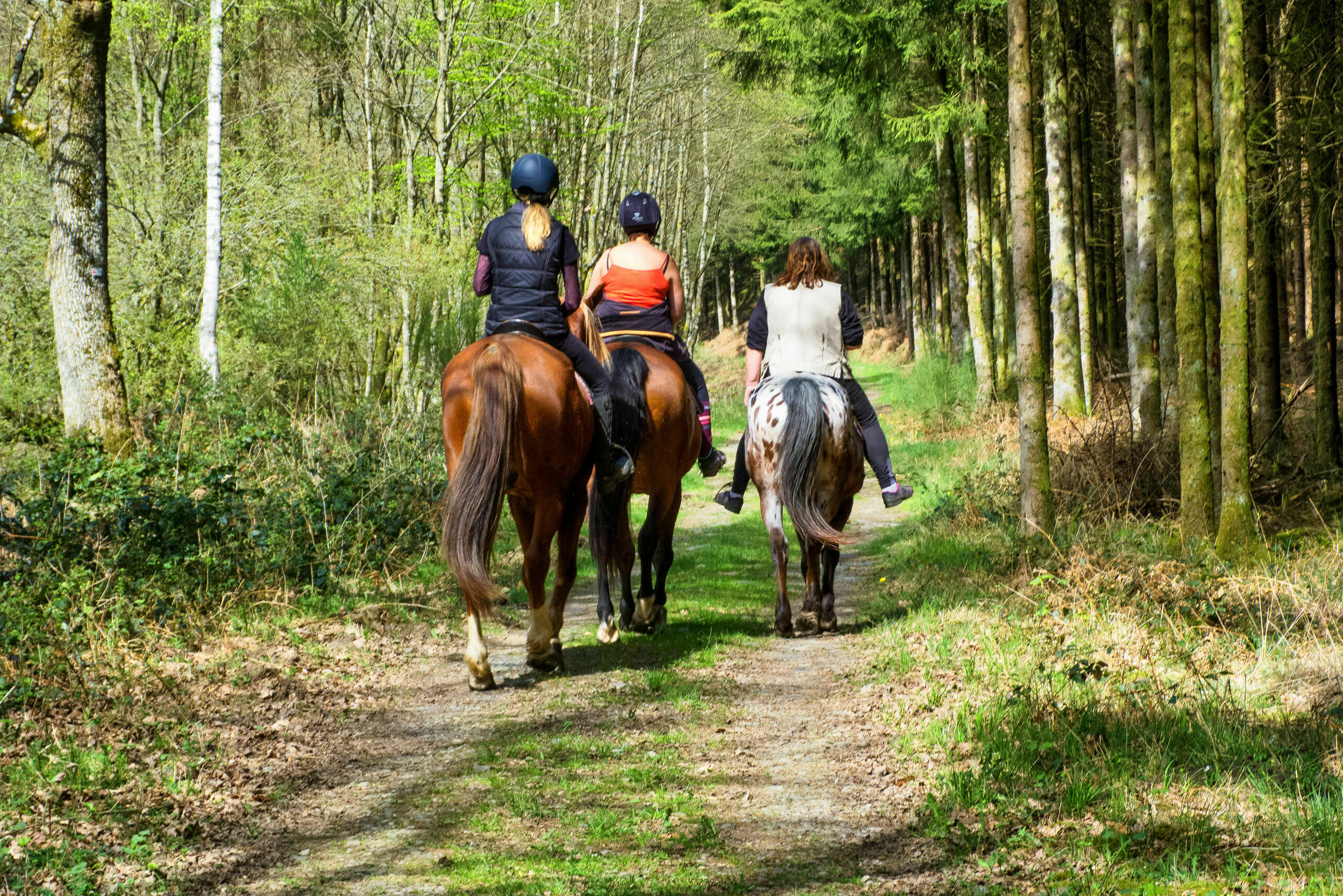 Passeggiata a cavallo nel bosco del Gargano